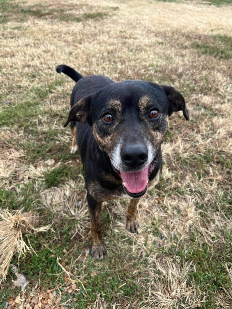 McCracken County Humane Society | Pet Adoption | Paducah, KY