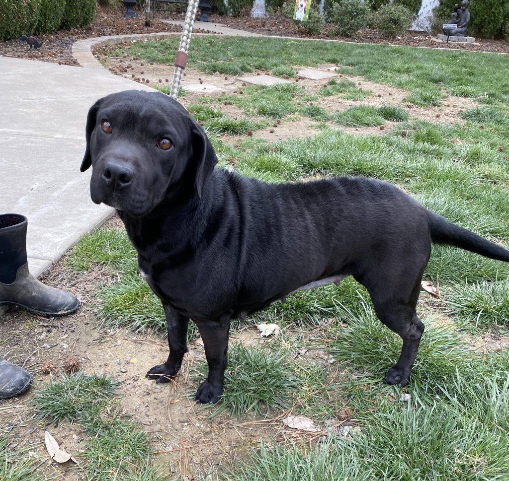 McCracken County Humane Society Pet Adoption Paducah, KY
