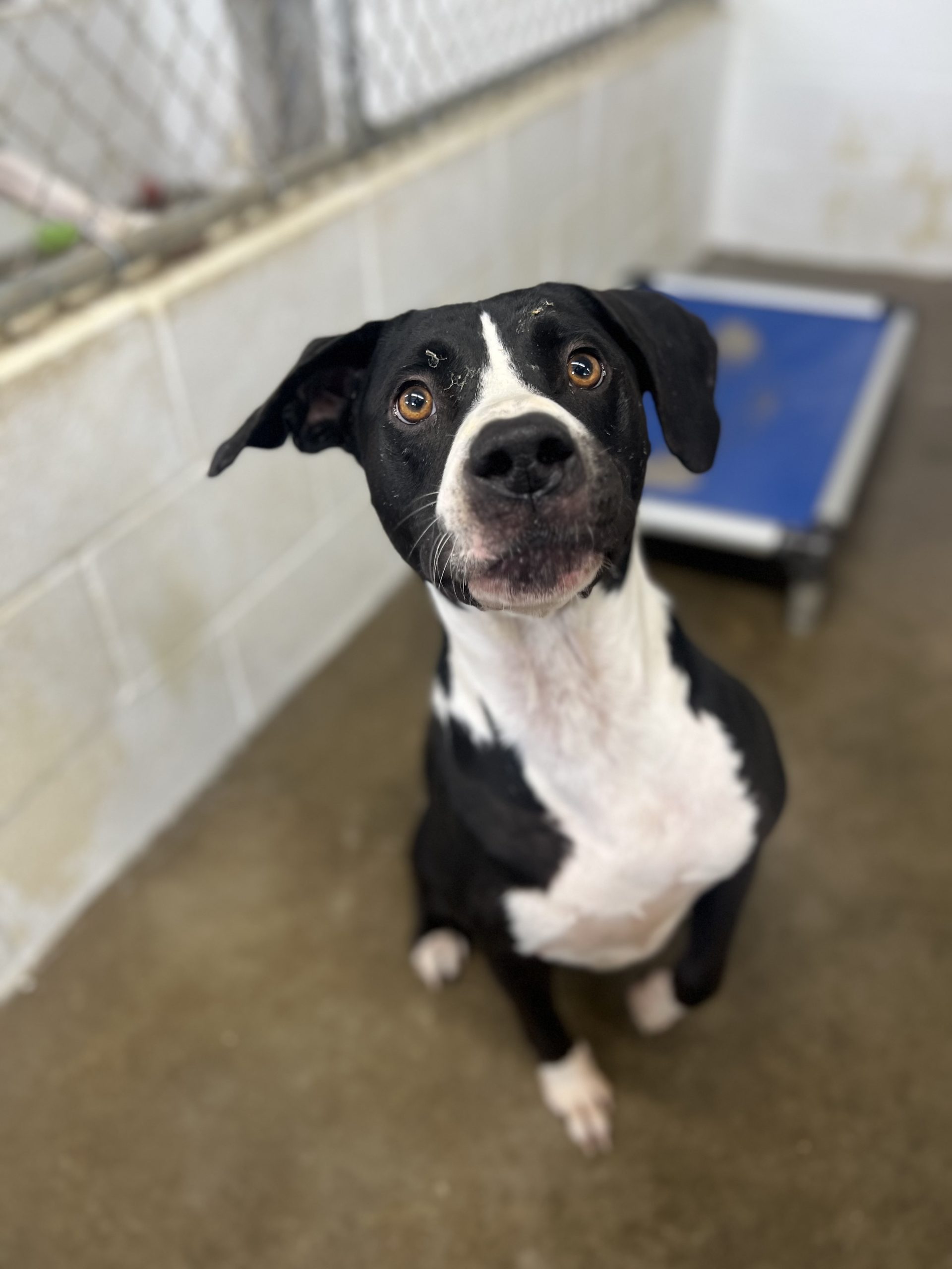 McCracken County Humane Society | Pet Adoption | Paducah, KY