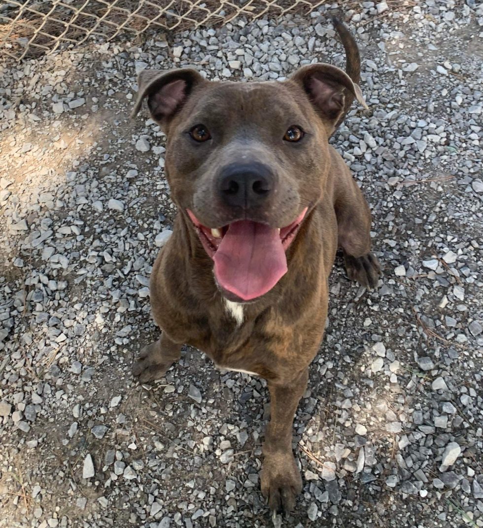 McCracken County Humane Society Pet Adoption Paducah, KY