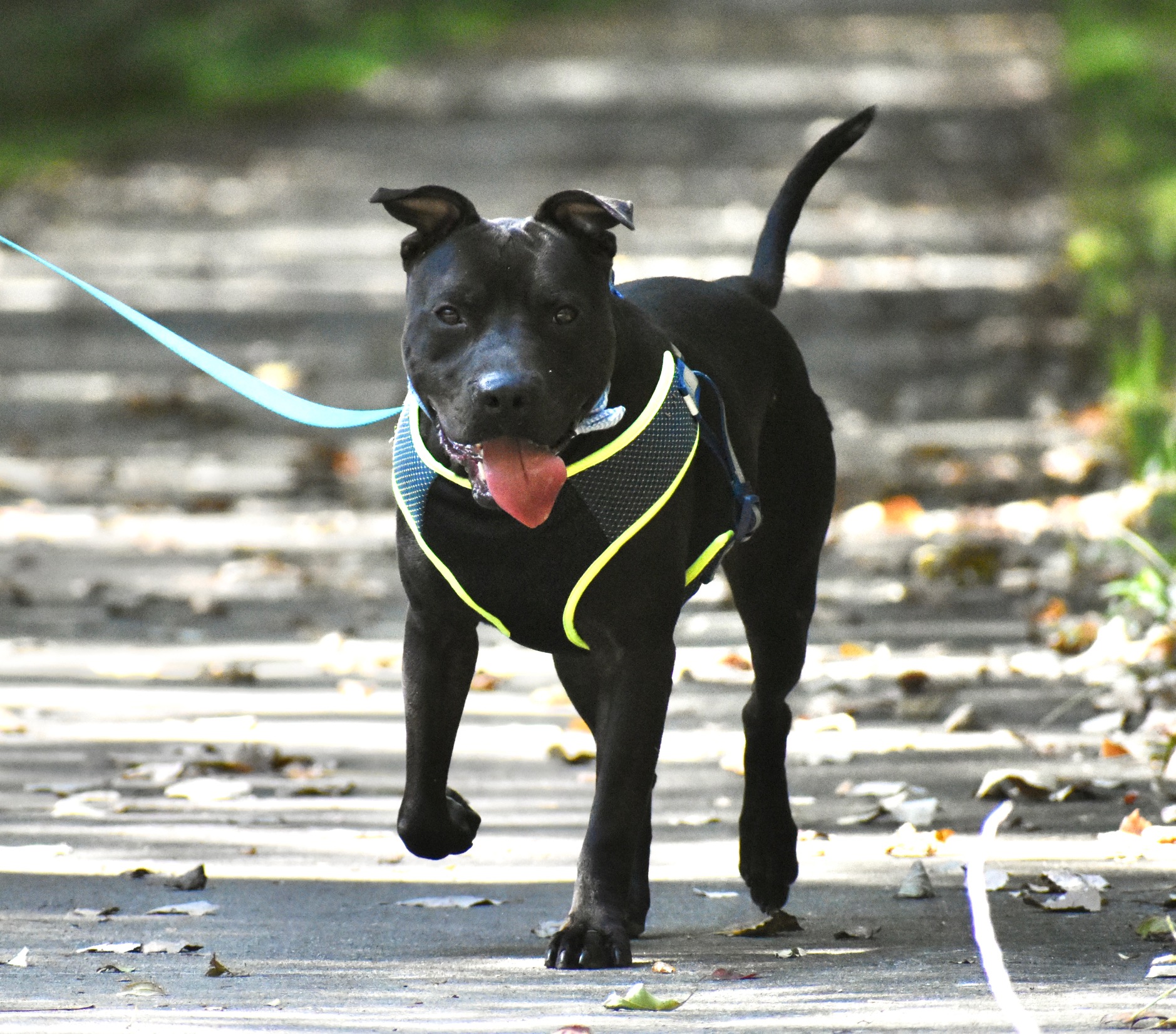 McCracken County Humane Society | Pet Adoption