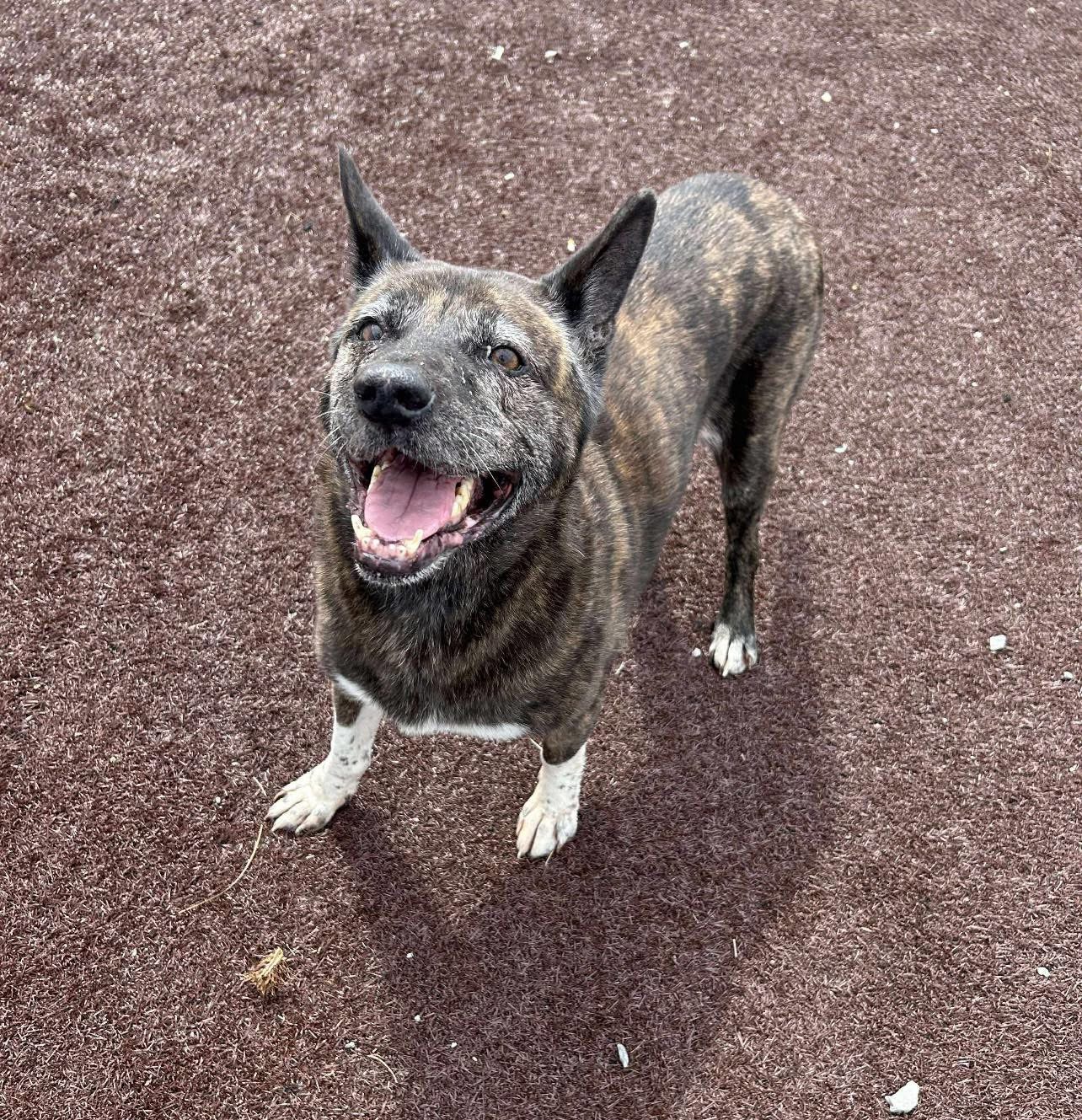 Katey Mae McCracken County Humane Society | Pet Adoption