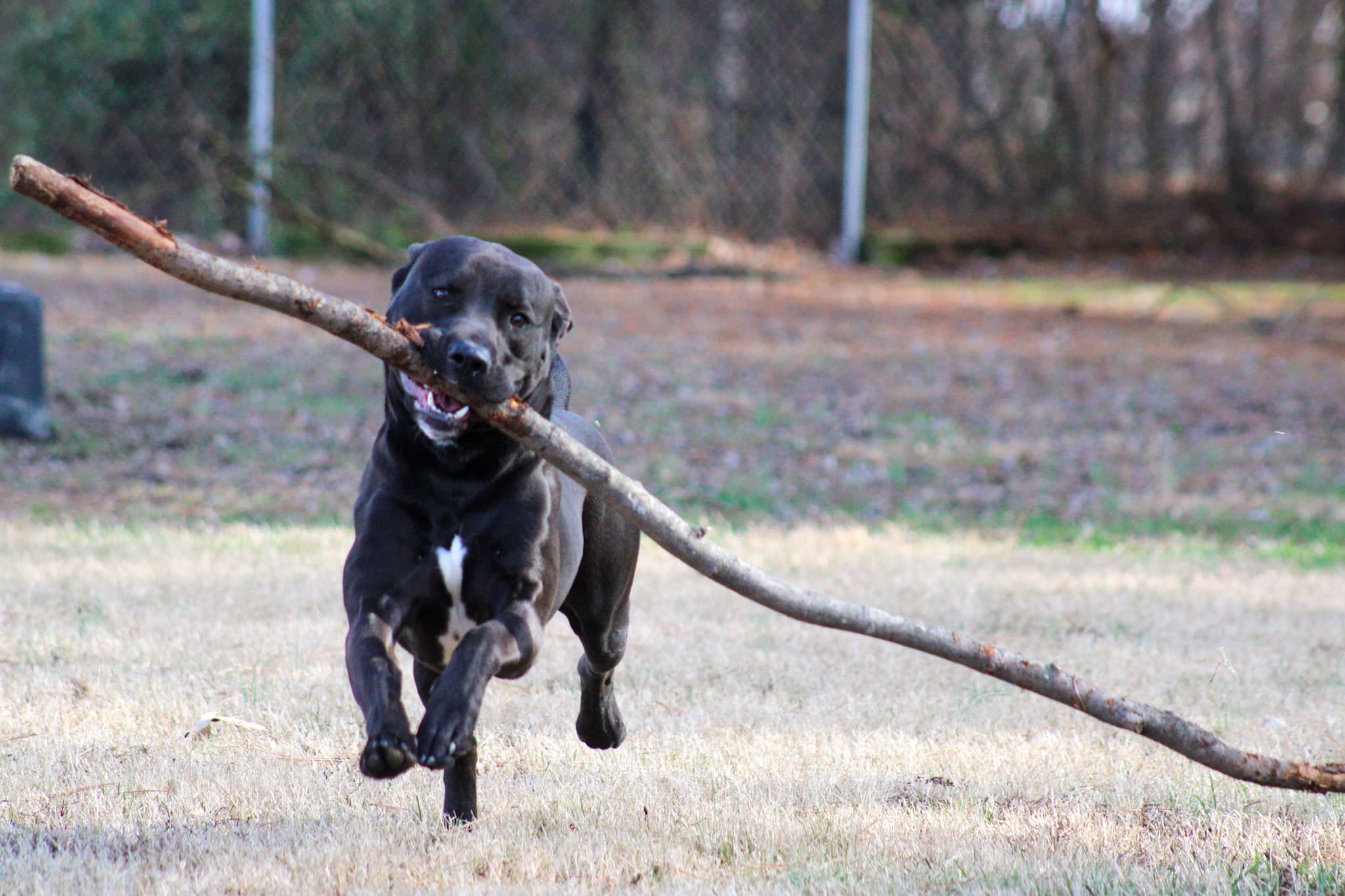 McCracken County Humane Society | Pet Adoption