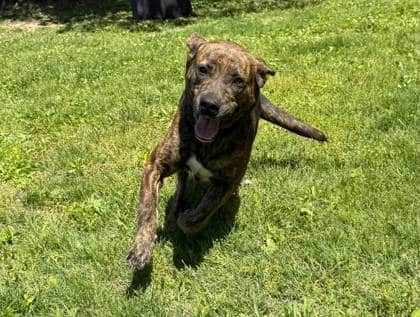 McCracken County Humane Society | Pet Adoption